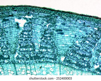 109 Tilia Stem Cross Section Images, Stock Photos & Vectors | Shutterstock