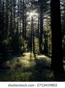 Light Piercing Through the Forest Trees