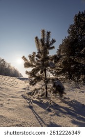 A light pine tree surrounded by wild bushes and trees, a low pine tree in winter at the first rays of dawn near the forest
