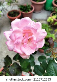 Ein hellrosa Blossom einer Rose