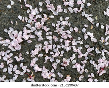 light pink cherry blossom petals lie on the gray asphalt