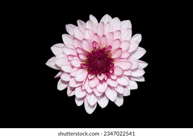 Light pink chrysanthemum flower isolated on black background - Powered by Shutterstock