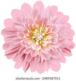 Light pink chrysanthemum on a white isolated background. Close up. For design. - Powered by Shutterstock