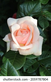 Light pink color Hybrid Tea Rose Aphrodite flowers in a garden in June 2021. Idea for postcards, greetings, invitations, posters, wedding and Birthday decoration, background 