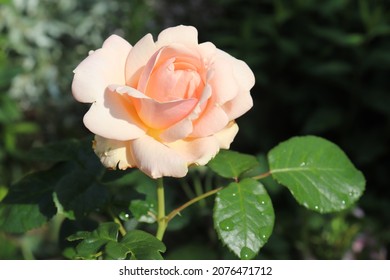 Light pink color Hybrid Tea Rose Aphrodite flowers in a garden after the rain in June 2021. Idea for postcards, greetings, invitations, posters, wedding and Birthday decoration, background 