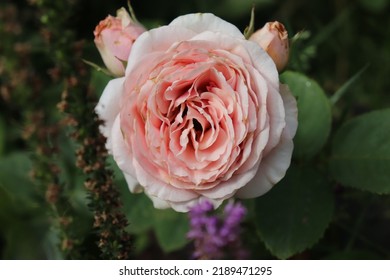 Light Pink Color Hybrid Tea Rose Quincy Jones Flowers In A Garden In July 2021