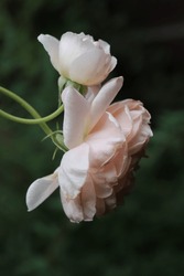 Color Rosa Claro Gran Florencia De La Rosa De Las Flores De Sardaigne (Belle De Sardaigne) En Un Jardín En Julio De 2021
