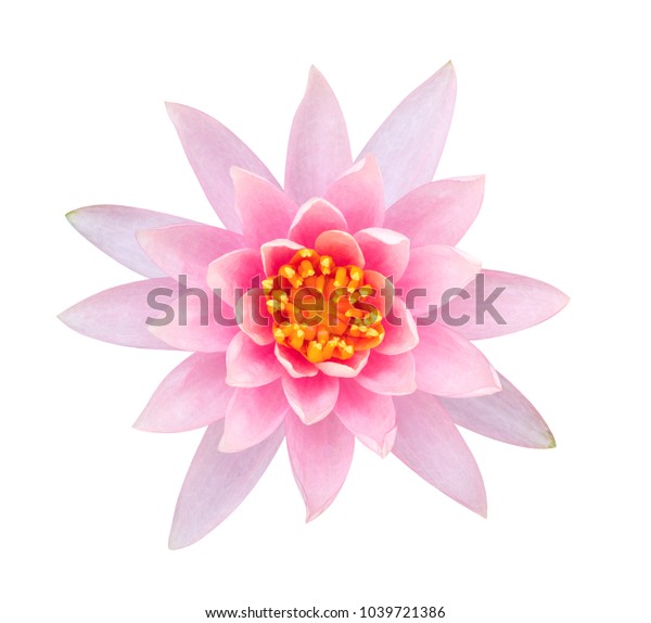 Light Pink Color Lotus Flower Top Stock Photo 1039721386 | Shutterstock