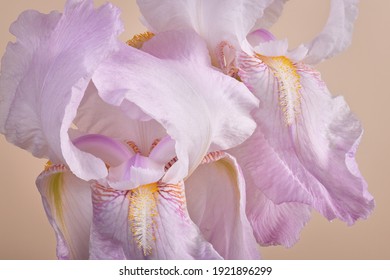 Light pink colored Iris flowers. Full depth of field (stacking).