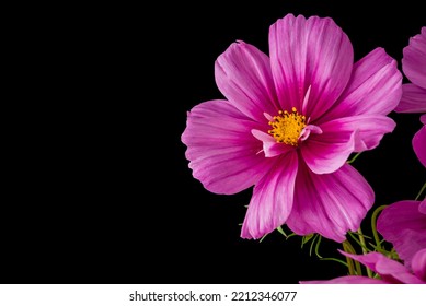 light pink Cosmos flowers isolated on black background. - Powered by Shutterstock