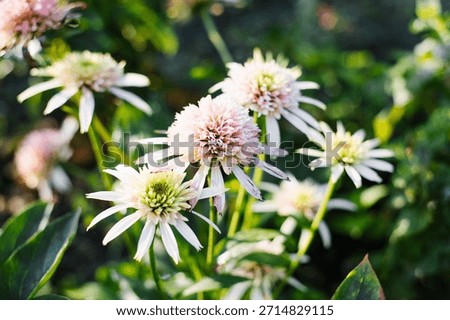 Light pink Echinacea Cherry Fluff blooming on a summer day in the flower garden.