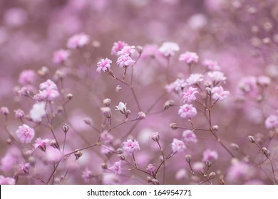 Purple Baby Breath High Res Stock Images Shutterstock