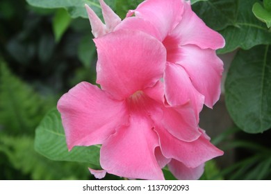 Light Pink Flower