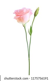 Light Pink Flower Eustoma Isolated On Stock Photo (Edit Now) 1175756191