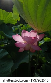 Light Pink flower of Lotus in full bloom
