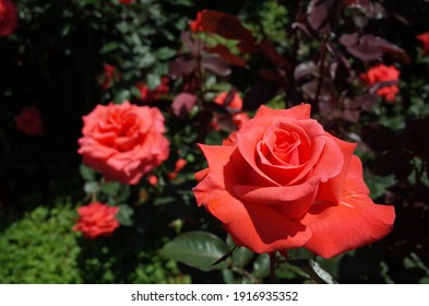 71,111 Rose japan Images, Stock Photos & Vectors | Shutterstock