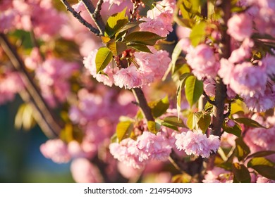 5,335 Flower blu Images, Stock Photos & Vectors | Shutterstock