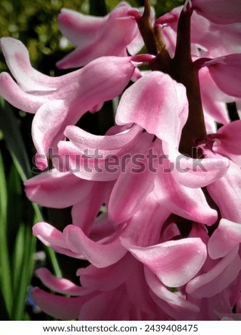 Light Pink Hyacinth Blooms in March