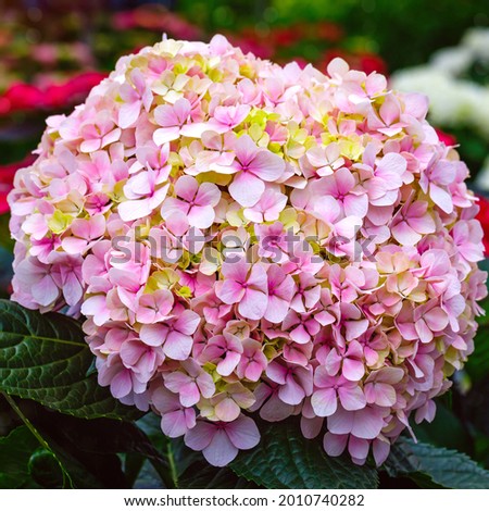 Light Pink Hydrangea 'Avant Garde' flowers. Soft Pink Hydrangea macrophylla Mophead blossom in sale, close up. Hydrangea Avantgarde Giant head with pastel pink yellow flower
