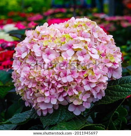 Light Pink Hydrangea 'Avant Garde' flowers. Soft Pink Hydrangea macrophylla Mophead blossom in sale, close up. Hydrangea Avantgarde Giant head with pastel pink yellow flowers