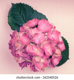 A light pink hydrangea flower with leaves  on a pink background