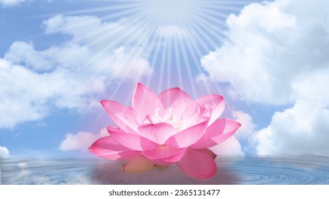 Light pink lotus flowers on the pond with soft reflections on the background of the sky and water reflections.