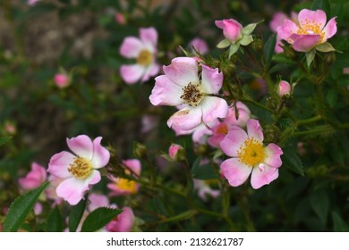 Light Pink Miniature Rose Heideroeslein Nozomi Blooming In The Garden