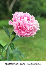 Light Pink Moutan Peony In Full Bloom