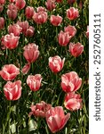 Light pink open tulip flowers blossoming in garden gield