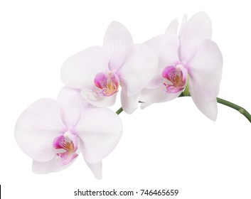 95,034 White Orchids Red Background Images, Stock Photos & Vectors ...