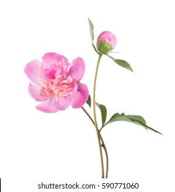 Light Pink Peonies  Isolated On White Background.