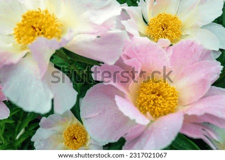 Light pink peony flowers background