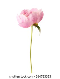 Light Pink Peony Isolated On White Background.