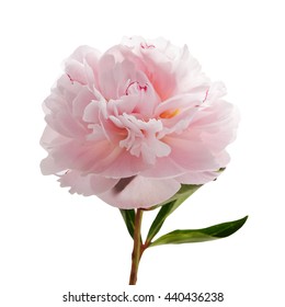 Light Pink Peony Isolated On White