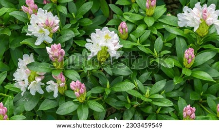 light pink Rhododendron caucasicum on a background of green leaves