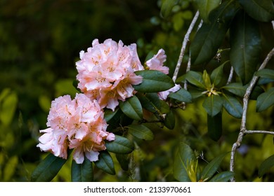 light pink rhododendron flowers in late spring
