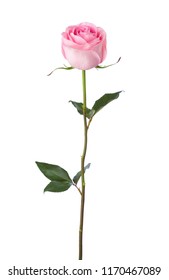 Hellrosa Rose einzeln auf weißem Hintergrund.