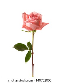 Light Pink Rose Isolated On White Background.