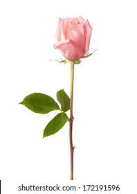 Light Pink Rose Isolated On White Background.