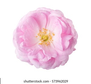 Light Pink Rose Isolated On White. Tea Rose