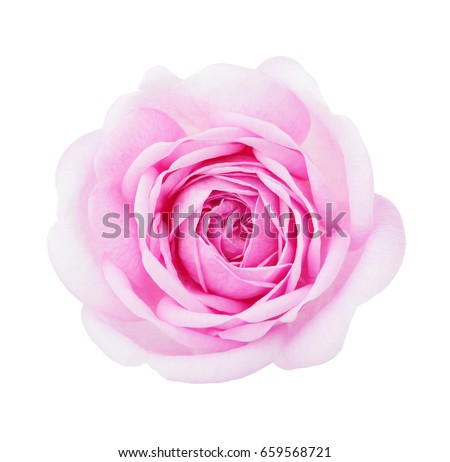 Light pink rose isolated on white background. 