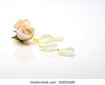 A Light Pink Rose And Rose Petals Isolated On A White Background