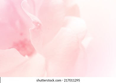 light pink roses in soft color and blur style for background
