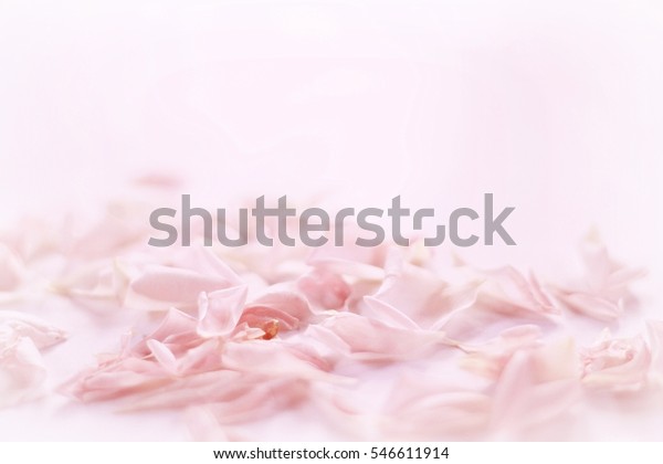 背景に薄いピンクのバラ 柔らかい色とぼかしたスタイル の写真素材 今すぐ編集