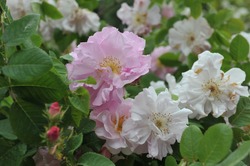Flores De Color Rosa Claro Semi-doble Damask Rosa Celsiana En Un Jardín En Junio De 2009