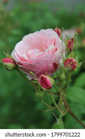 Light Pink Striped Double Shrub Rose Billet Doux Flowers In A Garden In June 2014