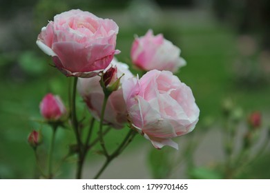 Light Pink Striped Double Shrub Rose Billet Doux Flowers In A Garden In June 2014