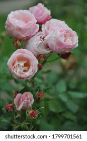 Light Pink Striped Double Shrub Rose Billet Doux Flowers In A Garden In June 2014