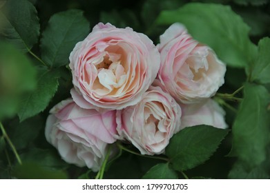 Light Pink Striped Double Shrub Rose Billet Doux Flowers In A Garden In June 2014