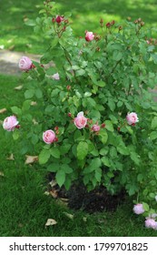 Light Pink Striped Double Shrub Rose Billet Doux Flowers In A Garden In June 2012